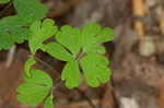 Eastern false rue anemone